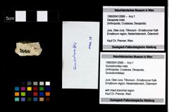 Foto (Objekt + Etikett) von Goniodromites indet.  (NHMW-GEO-1990-0041-2666)